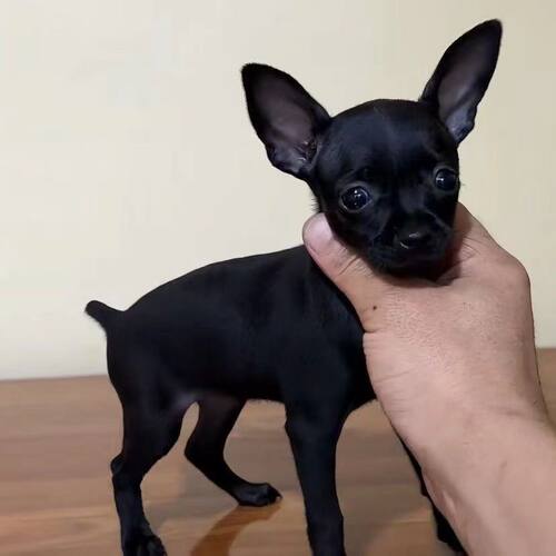 小鹿犬幼犬纯种黑色长不大铁迷你小型犬小体幼崽可爱宠物小狗狗