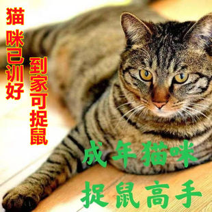 成年中华猫咪活物三花猫橘猫奶牛田园网红橘白猫老鼠土猫家养活体