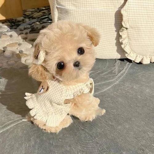 泰迪熊马尔泰幼犬小型可爱家养贵宾犬小体活物长不大宠物狗棕色