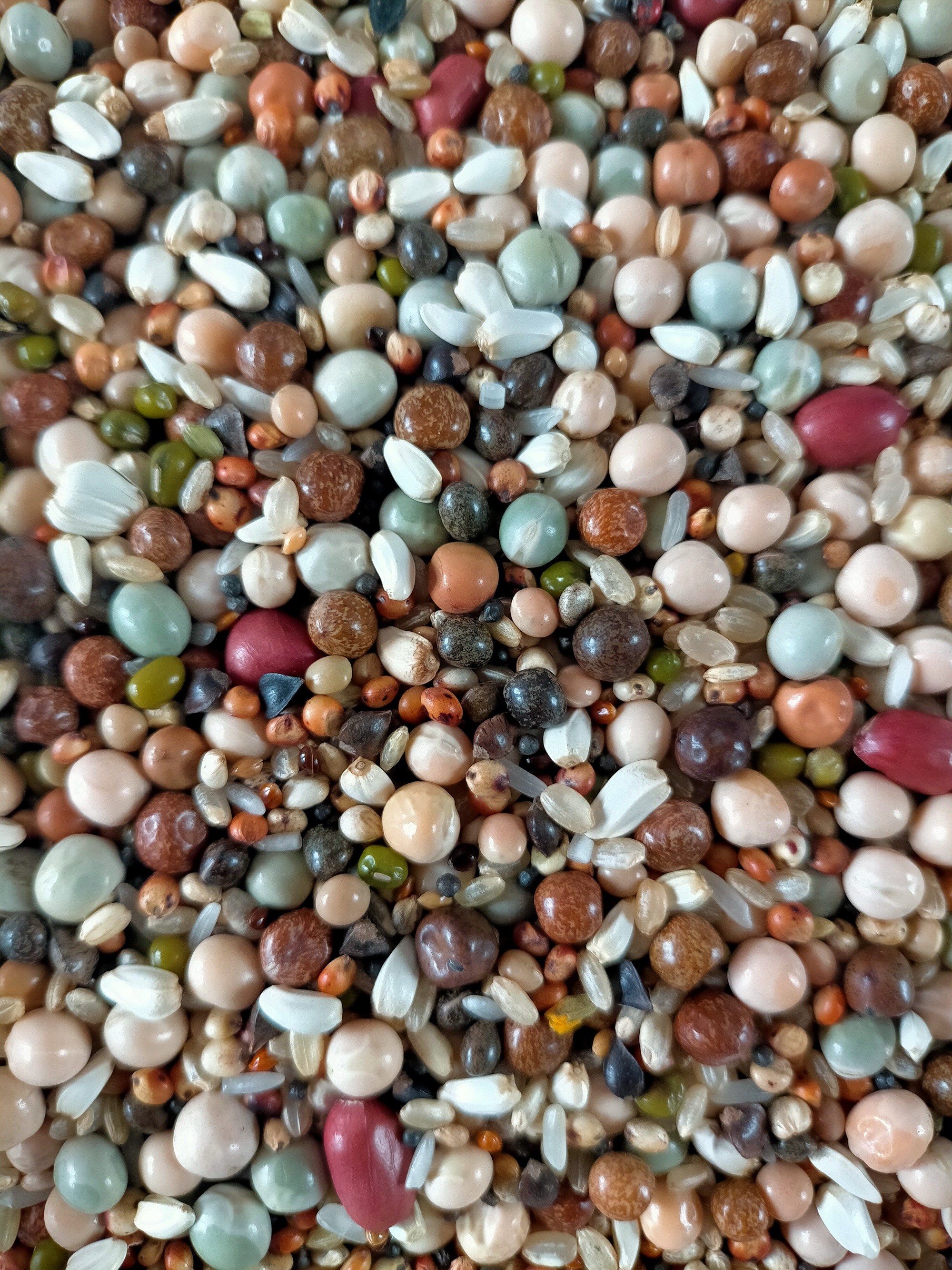 赛动力鸽粮无玉米小麦2a军鸽50斤