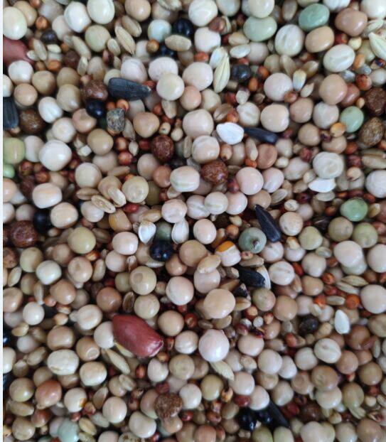 赛动力无玉米幼鸽营养赛鸽饲料