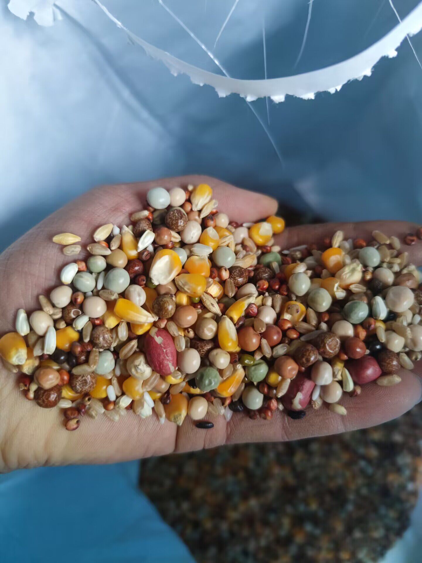 赛动力带玉米5斤营养粮