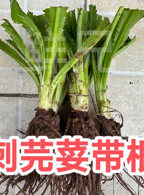 可种植广西番鬼盐茜刺芫荽鱼生草