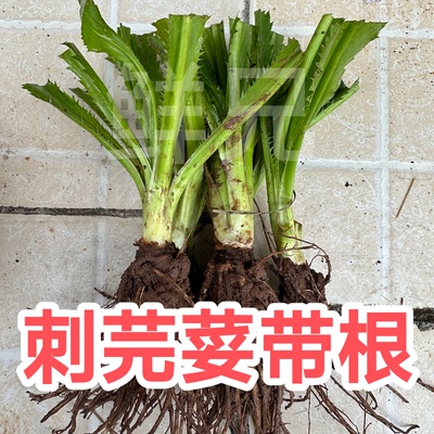 可种植广西番鬼盐茜刺芫荽鱼生草
