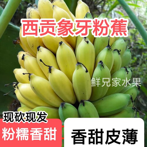 农家糯米象牙粉蕉 广西西贡蕉新鲜水果当季不催熟非苹果粉蕉 鲜兄