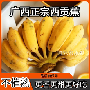 正宗广西西贡蕉 新鲜水果当季自然熟不催熟非苹果粉蕉鲜兄家水果