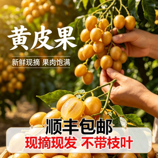 广西黄皮果新鲜鸡心黄皮果现摘现发酸爽多汁不带枝叶