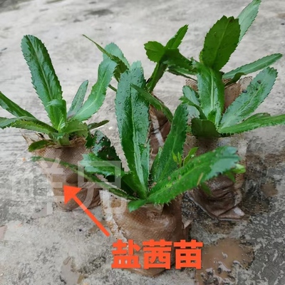 可种植刺芹刺芫荽大香菜秧