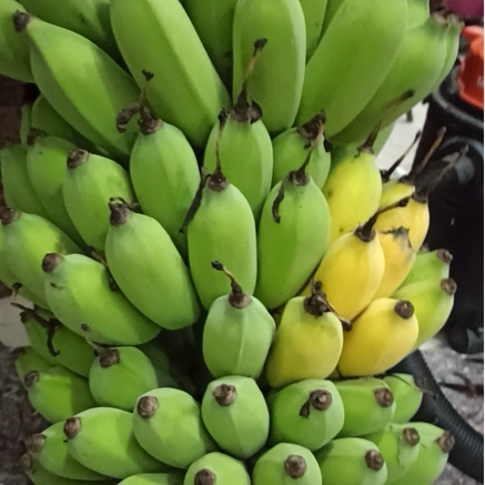 广西小米蕉西贡蕉粉蕉老品种香蕉自然熟现砍小米蕉和苹果蕉区别