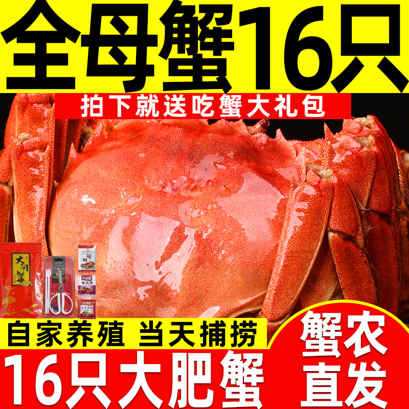 【活蟹】16只鲜活螃蟹大闸蟹现货全母特大蟹红膏湖蟹送礼含绳河蟹
