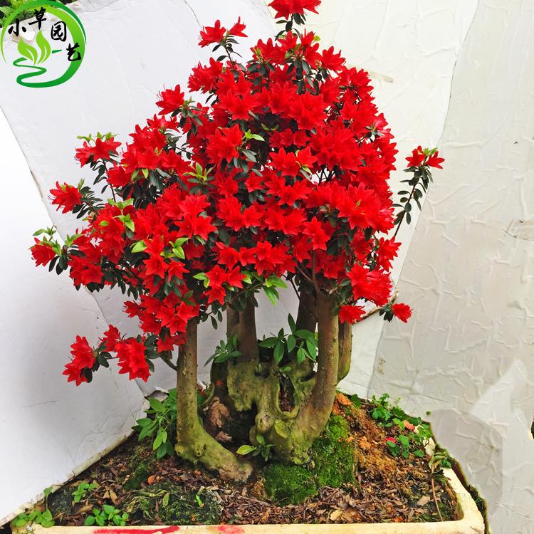 杜鹃花盆景 小叶杜鹃火烈鸟 老桩造型漂亮 开花艳丽 耐寒常青实拍