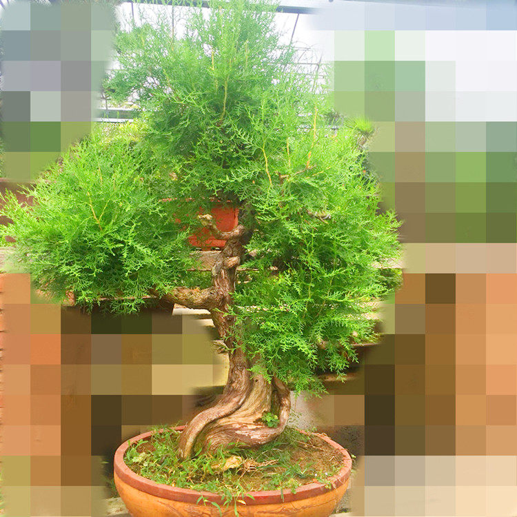 实拍古桩造型侧柏盆景 侧柏桩 漂亮好养易修剪 少见侧柏老桩盆景