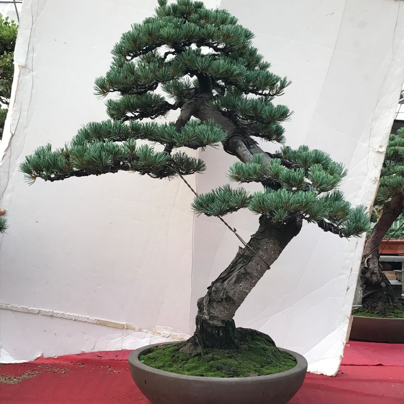 古桩五针松盆景 大型五针松盆景  老盆 老桩 实物