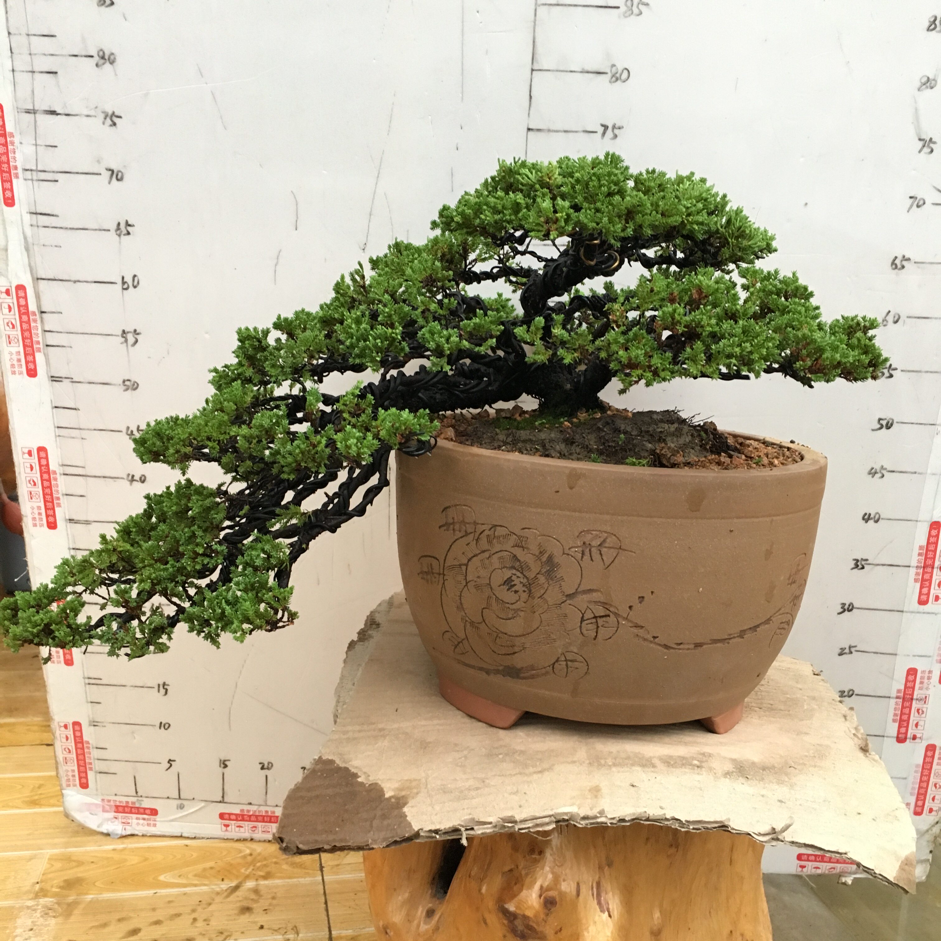 实物精品新西兰地柏盆景大悬崖地柏盆景微型盆景珍珠地柏盆栽包邮