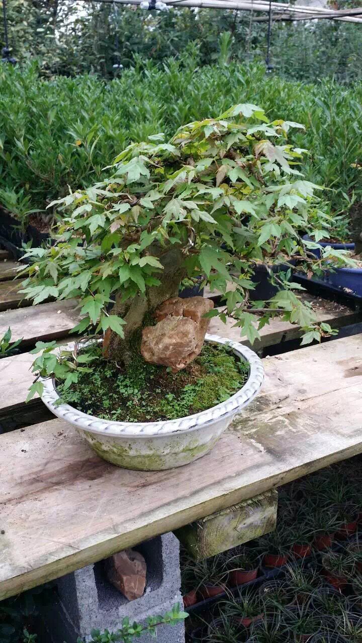实物精品红枫盆景附石盆景日本红枫出猩猩素材鸡爪槭附石盆景
