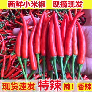 四川新鲜现摘现发小米椒超辣艳特辣朝天椒小米辣红尖椒红辣椒批发