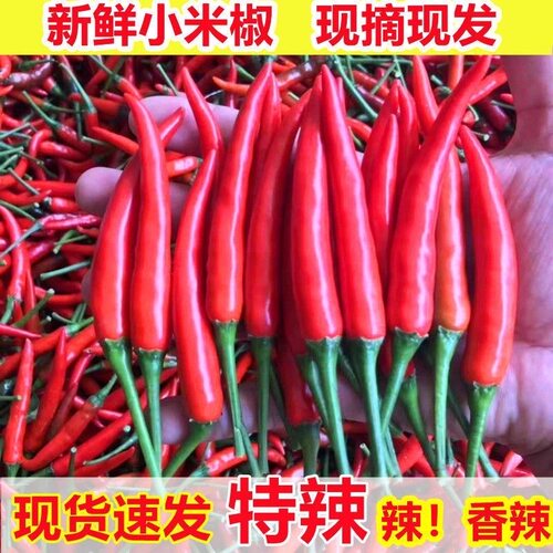 四川新鲜现摘现发小米椒超辣艳特辣朝天椒小米辣红尖椒红辣椒批发