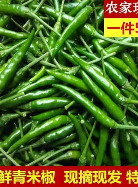 四川现摘现发特辣青小米椒朝天椒泡椒剁椒小尖椒当季蔬菜青海椒