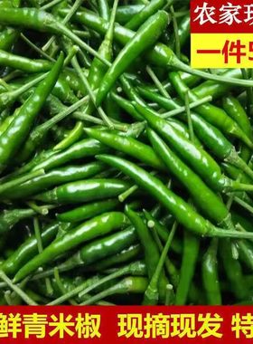 四川现摘现发特辣青小米椒朝天椒泡椒剁椒小尖椒当季蔬菜青海椒