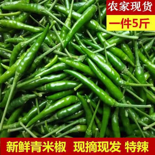 四川现摘现发特辣青小米椒朝天椒泡椒剁椒小尖椒当季蔬菜青海椒