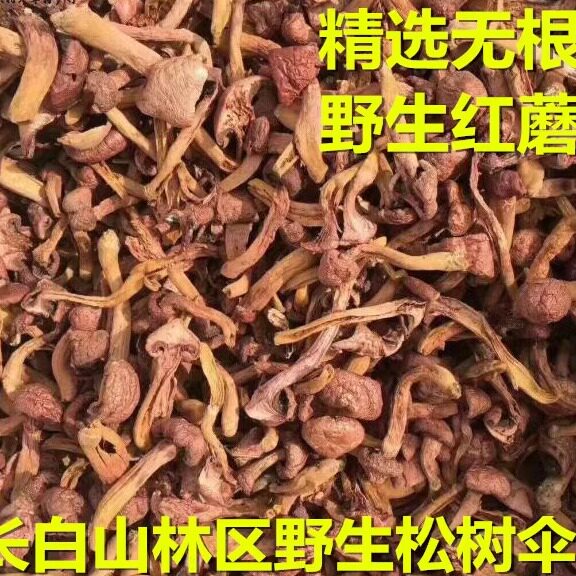 半斤松树伞蘑菇250克东北野生图片