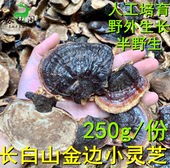 长白山半野生小灵芝林下金边灵芝250g不苦小香芝赤灵芝紫灵芝 包邮