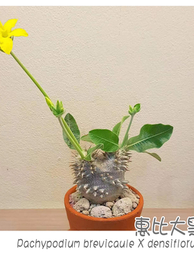 绿阳新意惠比大黑Pachypodium brevicaule X densiflorum多肉块根