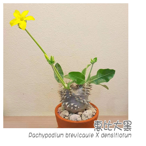 惠比大黑多肉植物块根盆栽包邮