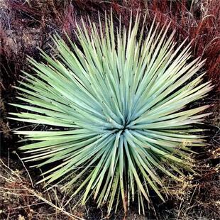 绿阳新意 西丝兰属惠普利丝兰Hesperoyucca peninsularis多肉盆栽