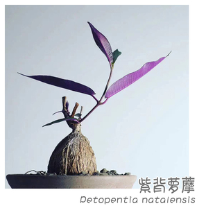 绿阳新意 natalensis萝藦科多肉块根植物盆栽 紫背萝藦Petopentia