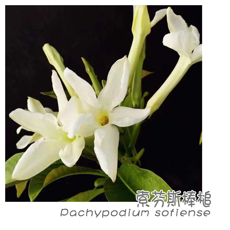 绿阳新意索芬斯棒槌 Pachypodium sofiense多肉块根植物带盆发1-封面