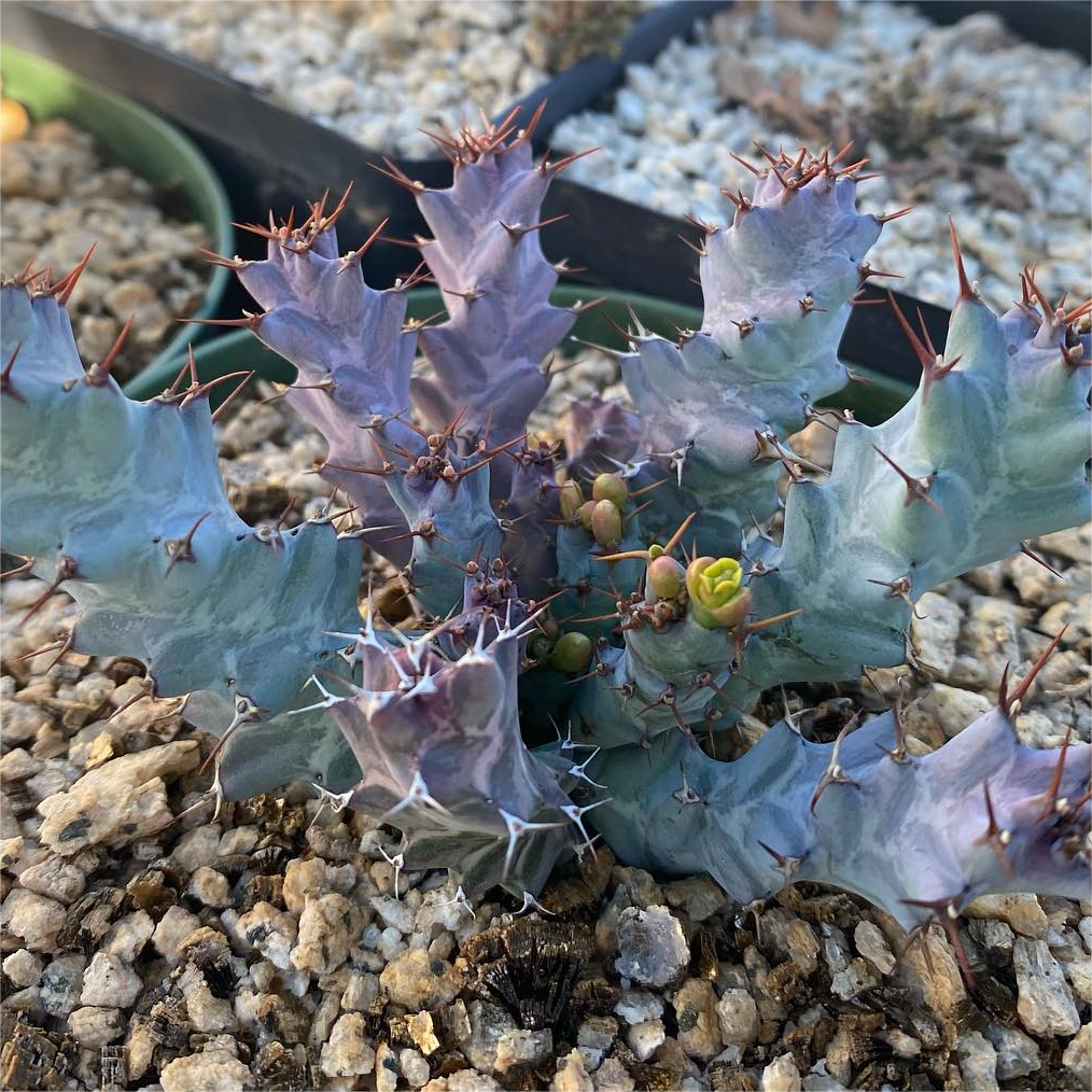 蓝丝绒大戟属块根植物