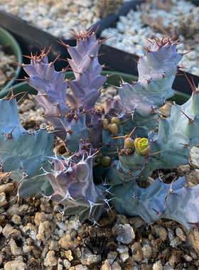 绿阳新意 蓝丝绒大戟 Euphorbia clavigera var. (blue) 块根盆栽