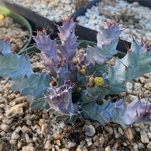 绿阳新意 蓝丝绒大戟 Euphorbia clavigera var. (blue) 块根盆栽