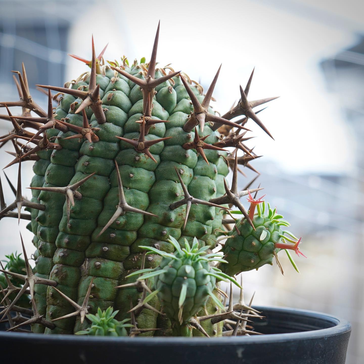 绿阳新意 群星冠大戟Euphorbia stellispina大戟属块根植物盆栽