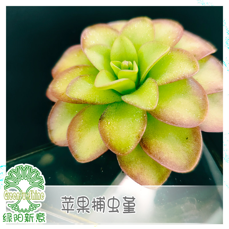 绿阳新意 苹果捕虫堇食虫植物捕虫草多肉植物 一物一拍带盆发货