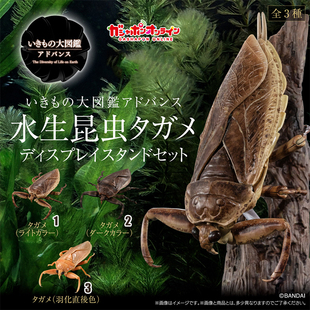 【现货】万代扭蛋玩具 生物大图鉴 田鳖 水生昆虫 摆件礼物