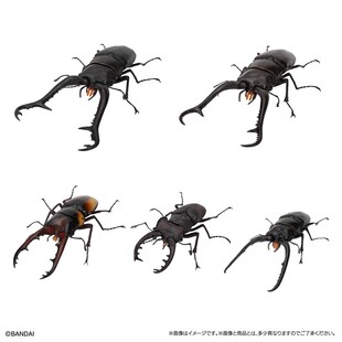 [现货]万代扭蛋 生物大图鉴 甲壳虫 锹形虫11 长颈鹿锯锹甲