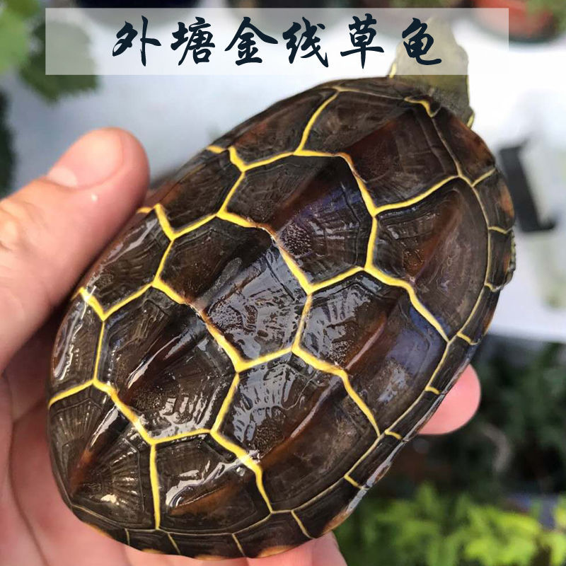 金线草龟好养的小乌龟活物体水养龟家养黑腹长寿宠物中华幼龟苗