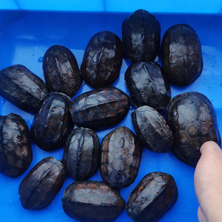 练手墨龟顶半墨全墨黑腹公草好养的乌龟水养宠物活物体繁殖配种