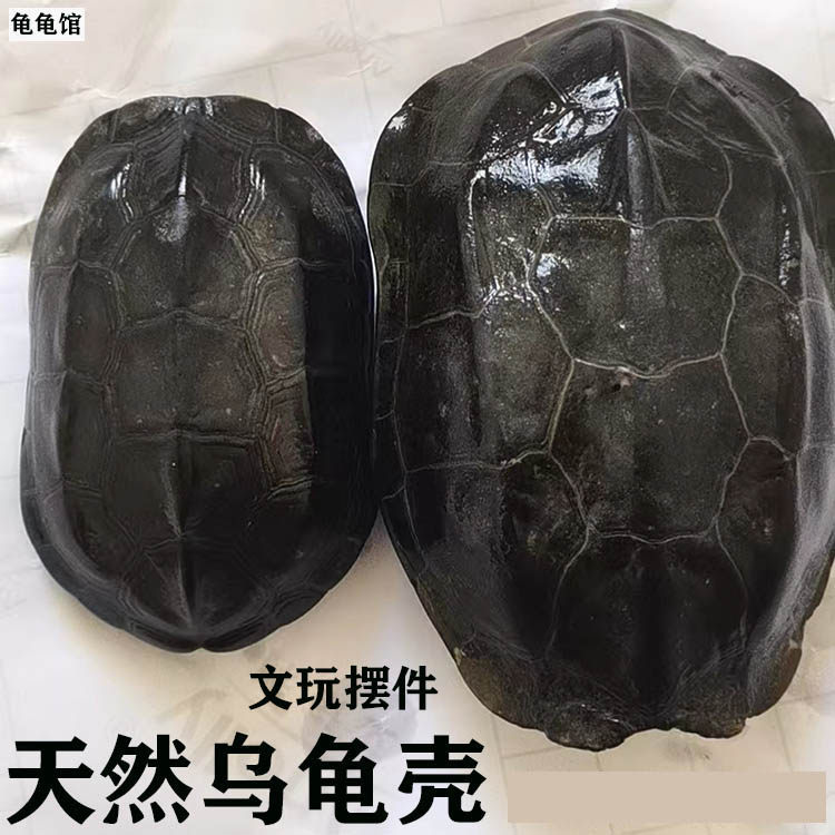 天然完整乌龟壳真墨龟草龟板六爻工具文玩手把挂摆件富甲天下 - 实物图