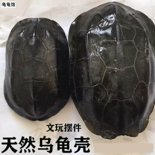 天然完整乌龟壳真墨龟草龟板六爻工具文玩手把挂摆件富甲天下