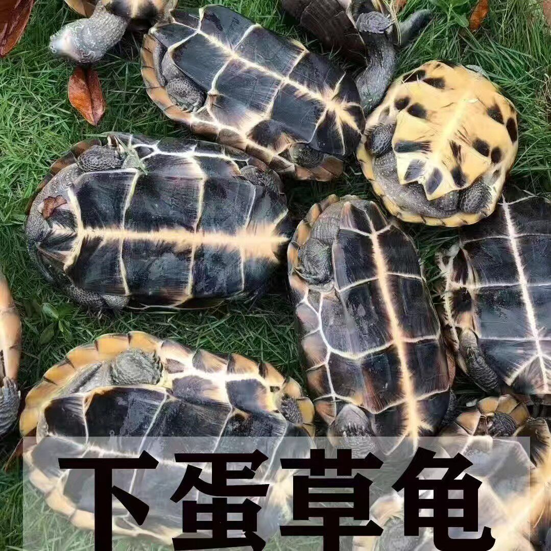 可下蛋的乌龟活物体超大巨型特大种母煲汤戏水养宠物长寿草龟