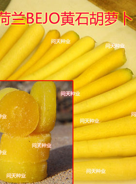 荷兰必久黄石黄色胡萝卜种子 内芯鲜黄 蔬菜种子 奶油胡萝卜种子