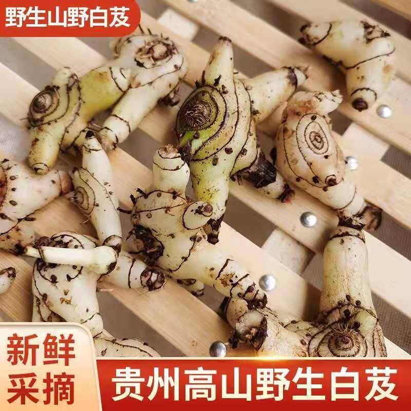 贵州省深山新鲜白芨三叉紫花糯小白及中药材现挖白芨种苗包邮