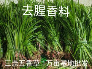三奈五香草随手香山赖回香菖蒲新鲜羊肉粉牛肉粉去腥香料新鲜发货