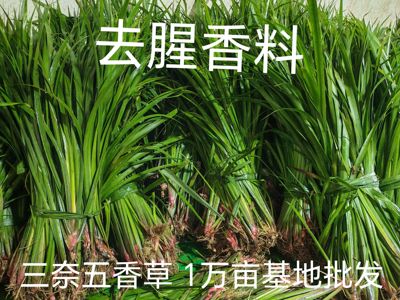 三奈五香草随手香山赖回香菖蒲新鲜羊肉粉牛肉粉去腥香料新鲜发货