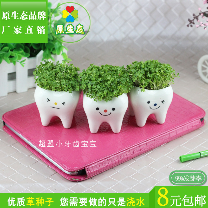 超萌小牙齿桌面多肉花盆心形草