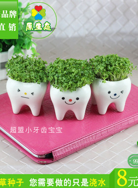 超萌小牙齿桌面多肉花盆心形草