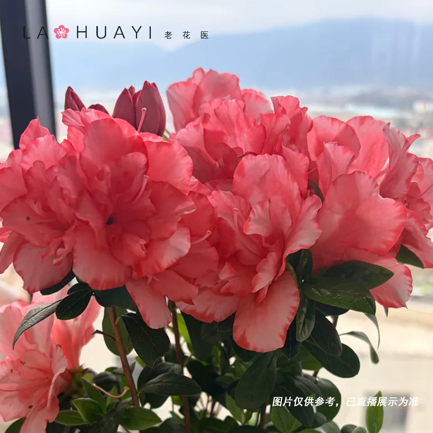 【总基地】樱桃红杜鹃花好养室内室外阳台庭院观赏花卉